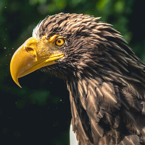 Eagle